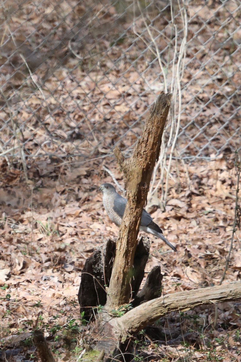 Cooper's Hawk - ML540563331