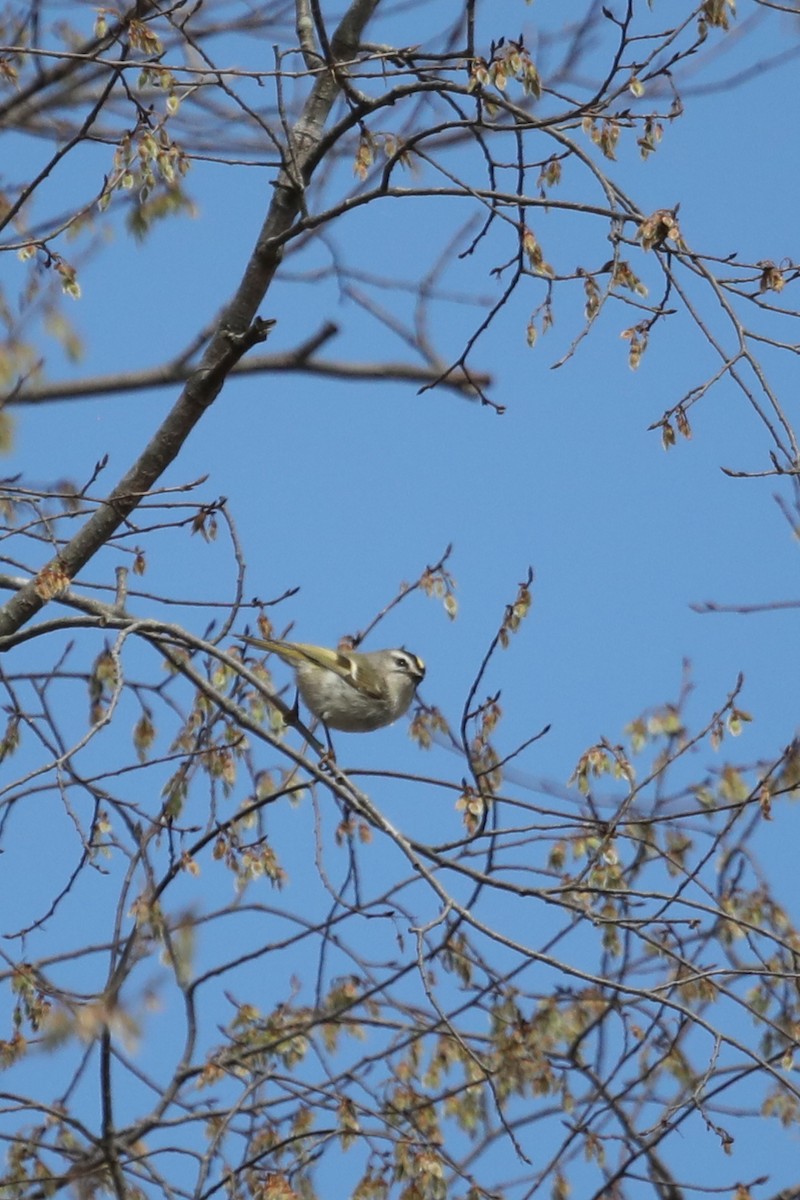 Golden-crowned Kinglet - ML540563441