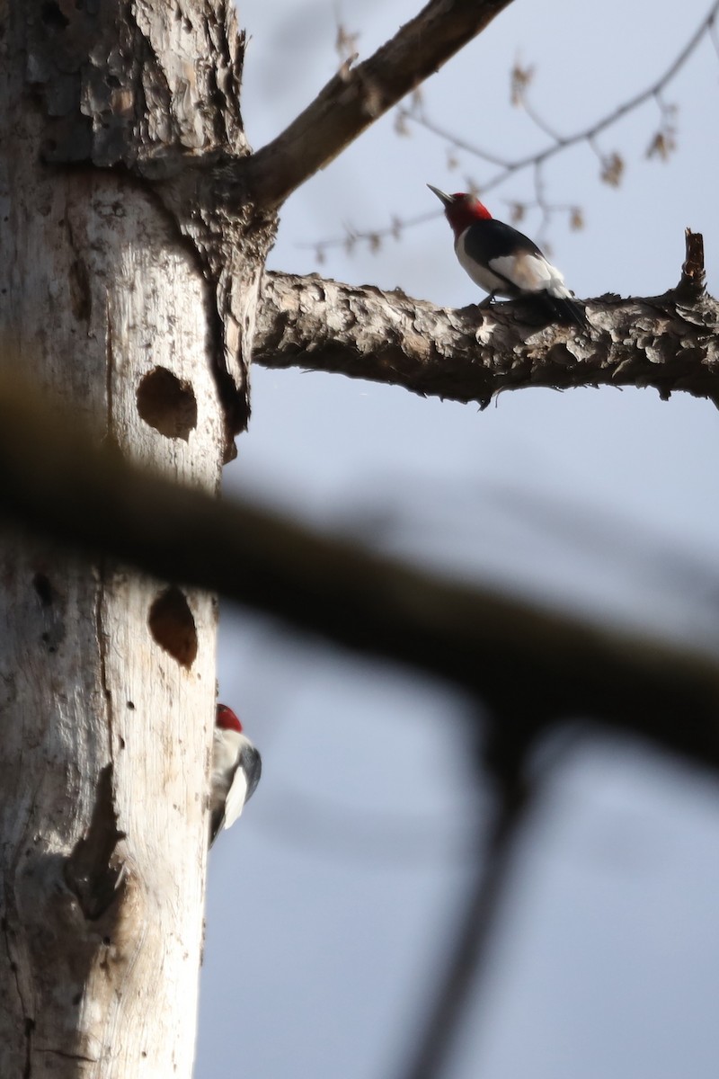 Red-headed Woodpecker - ML540563631