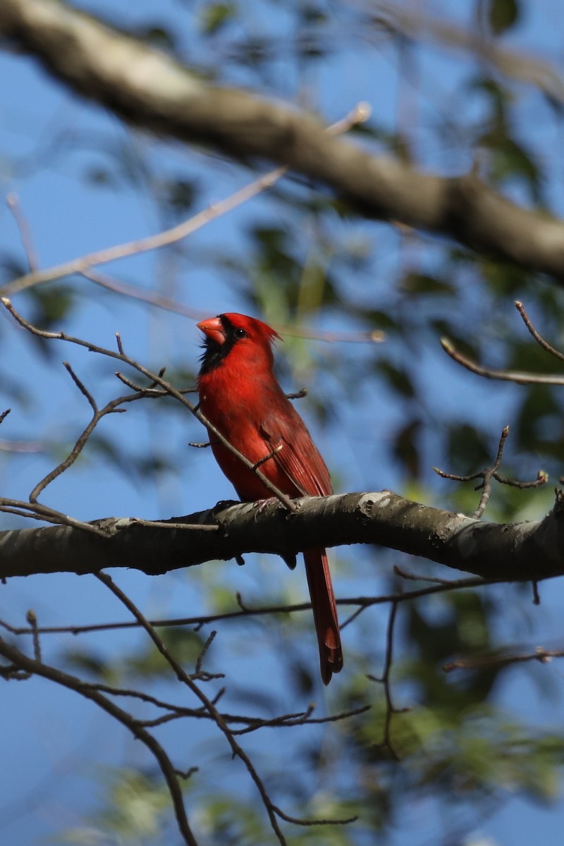 Northern Cardinal - ML540563841