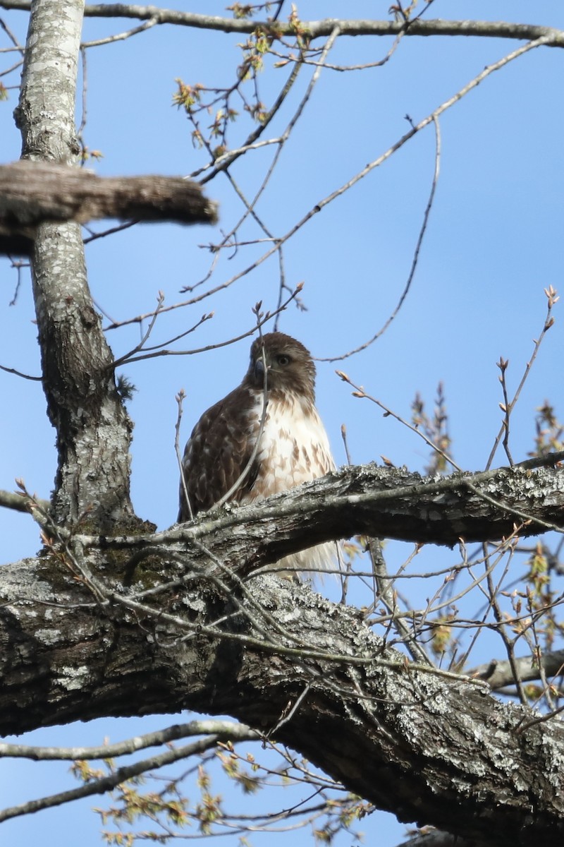 Red-tailed Hawk - ML540563941