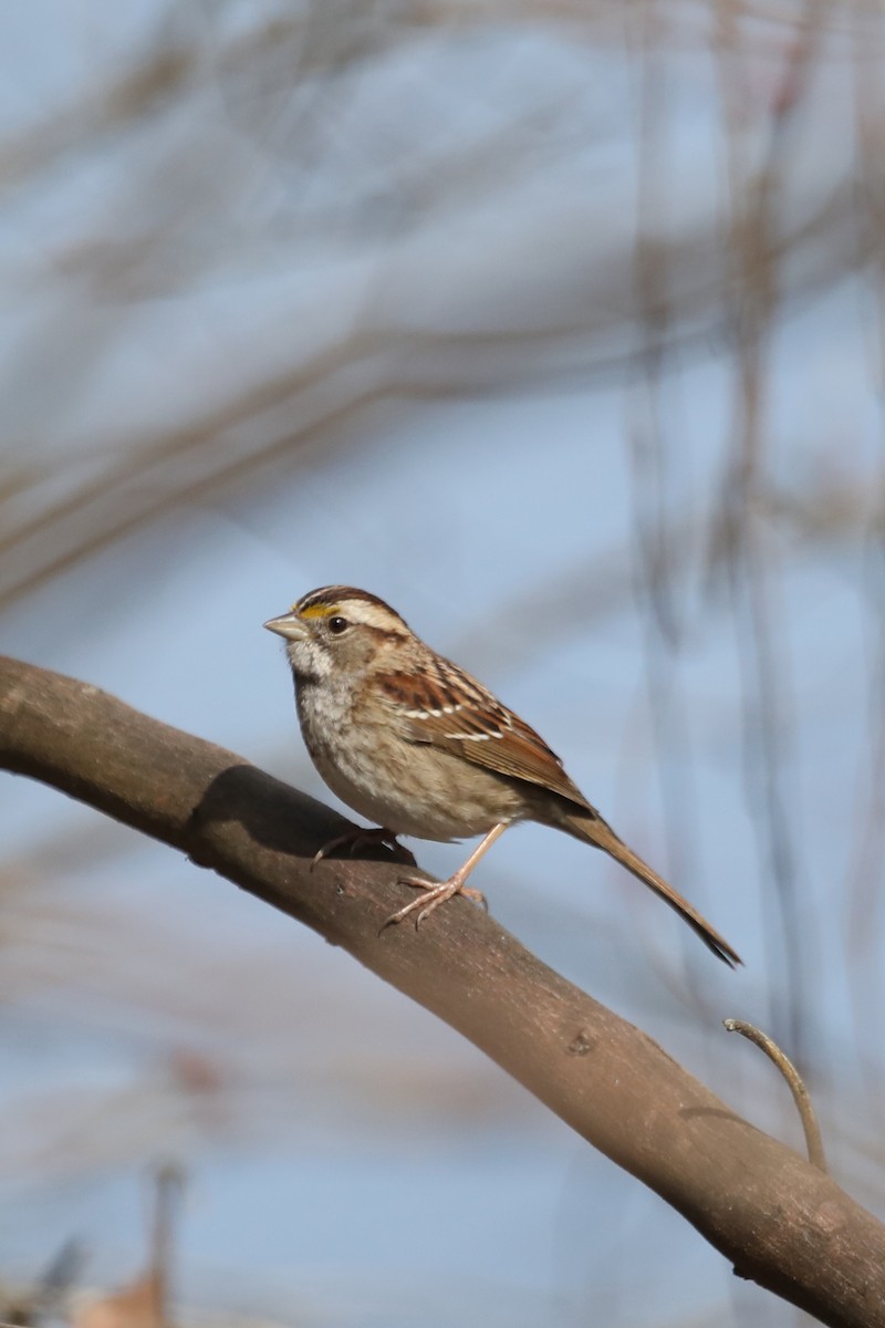 White-throated Sparrow - ML540564141