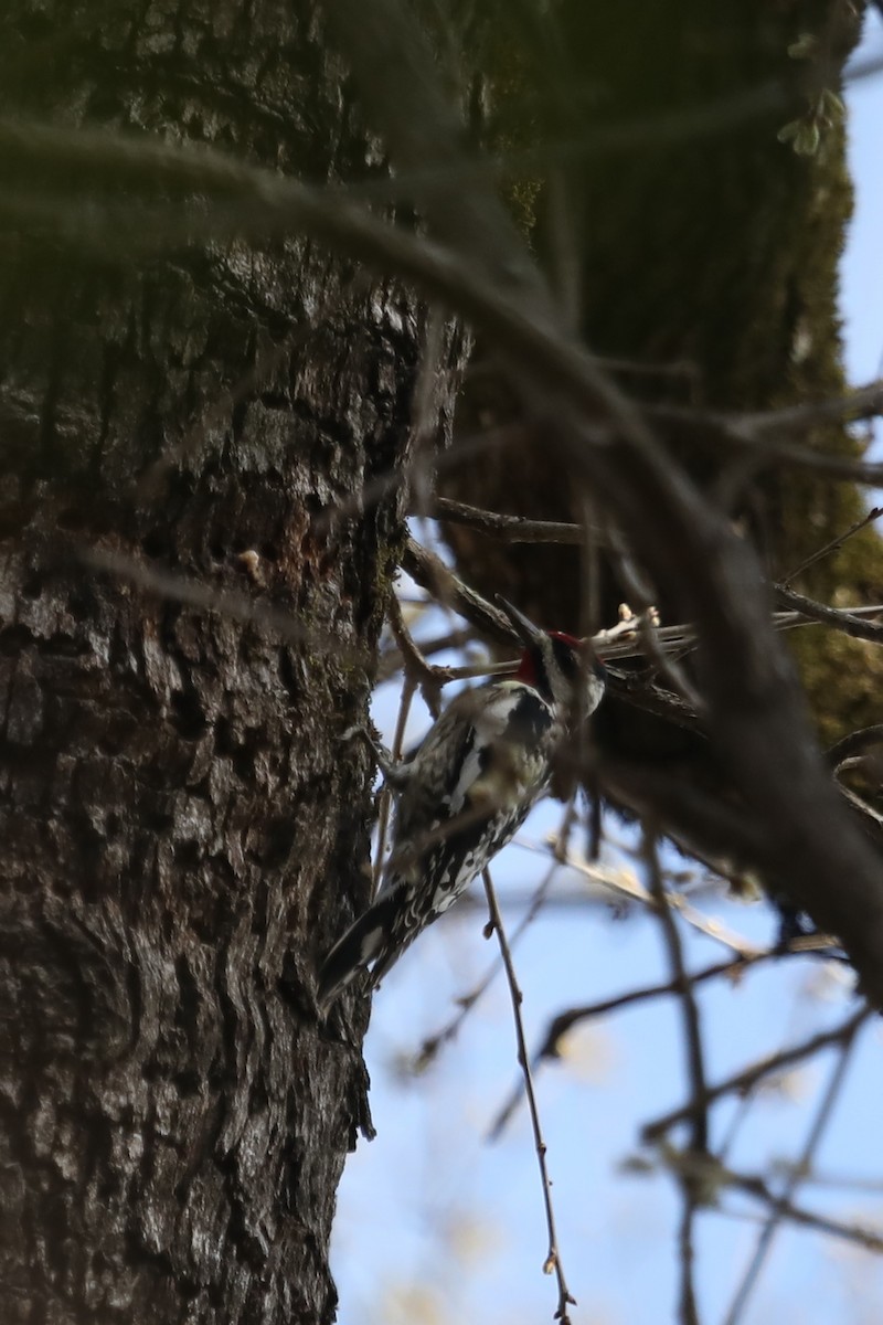 Yellow-bellied Sapsucker - ML540564191