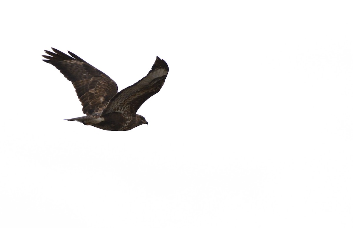 Common Buzzard - ML540564221