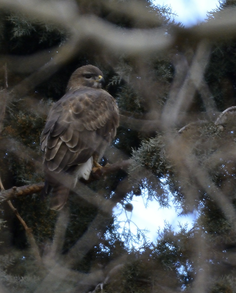 Common Buzzard - ML540564231