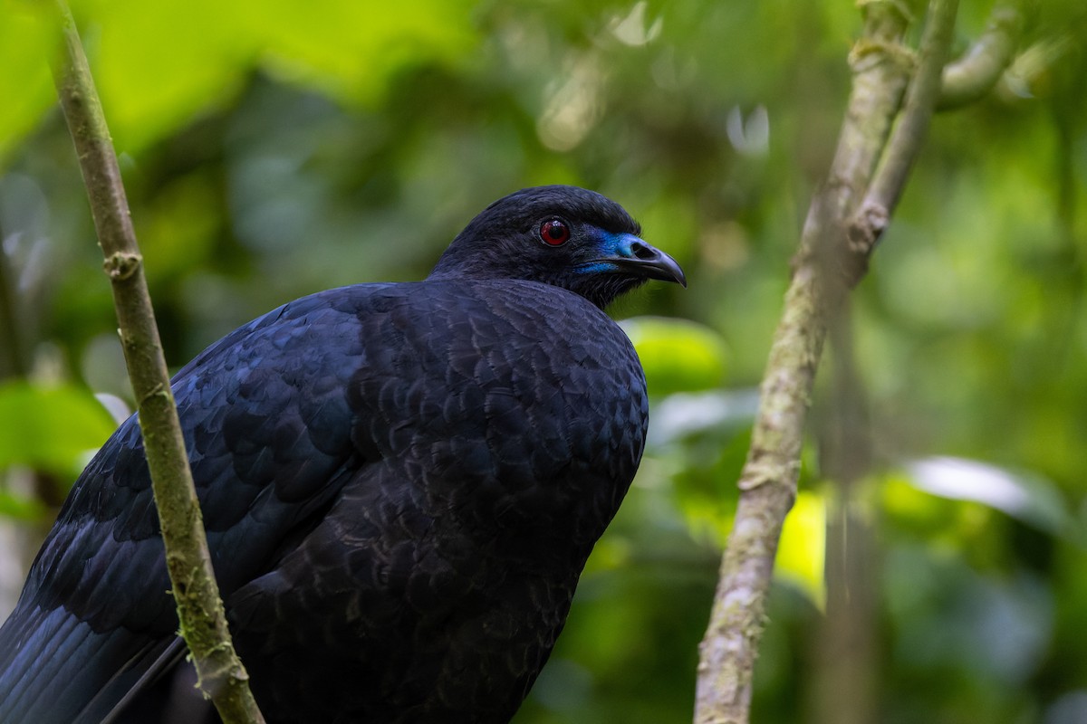Schwarzguan - ML540564371