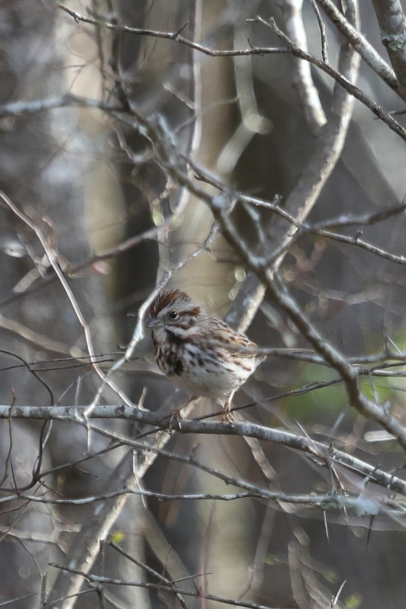 Song Sparrow - ML540564771