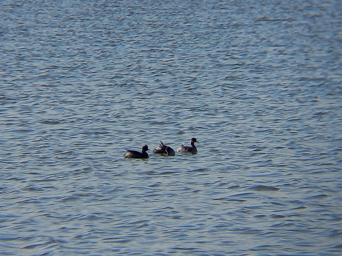 Eared Grebe - ML540565581