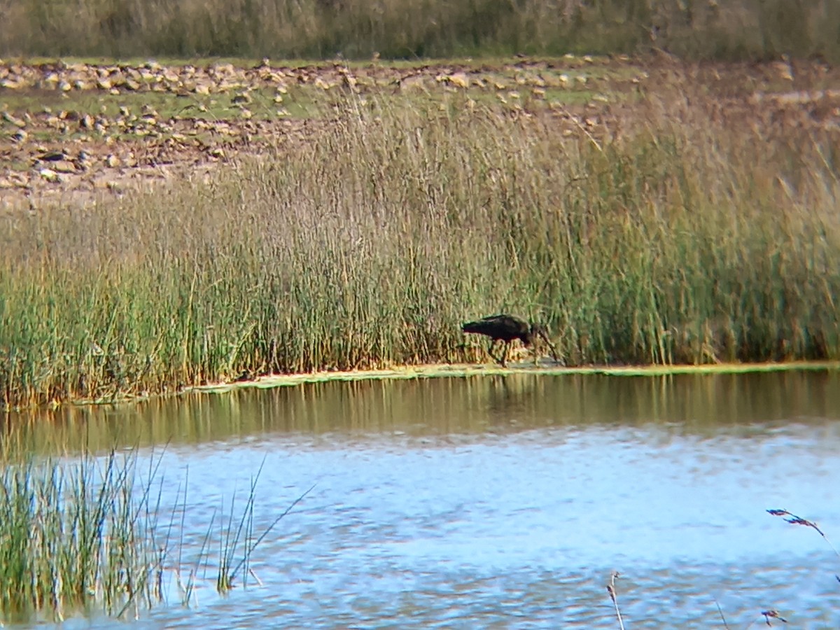 Glossy Ibis - ML540566301