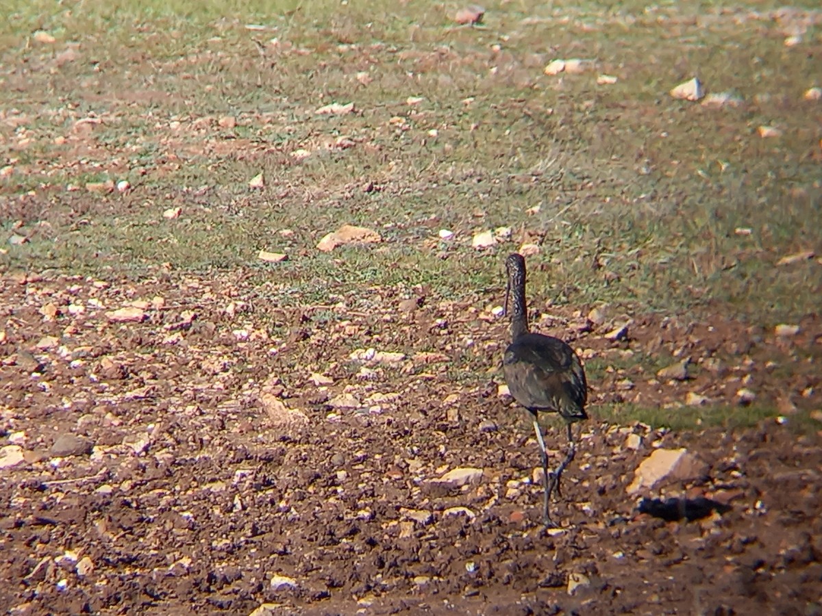 Glossy Ibis - ML540566321