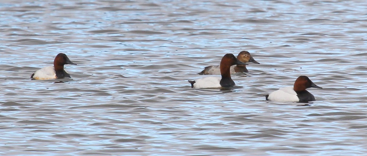 Canvasback - ML54056671