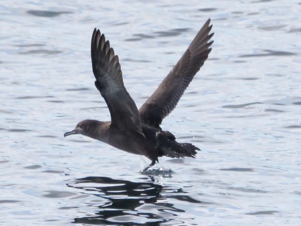 Sooty Shearwater - Roger Horn