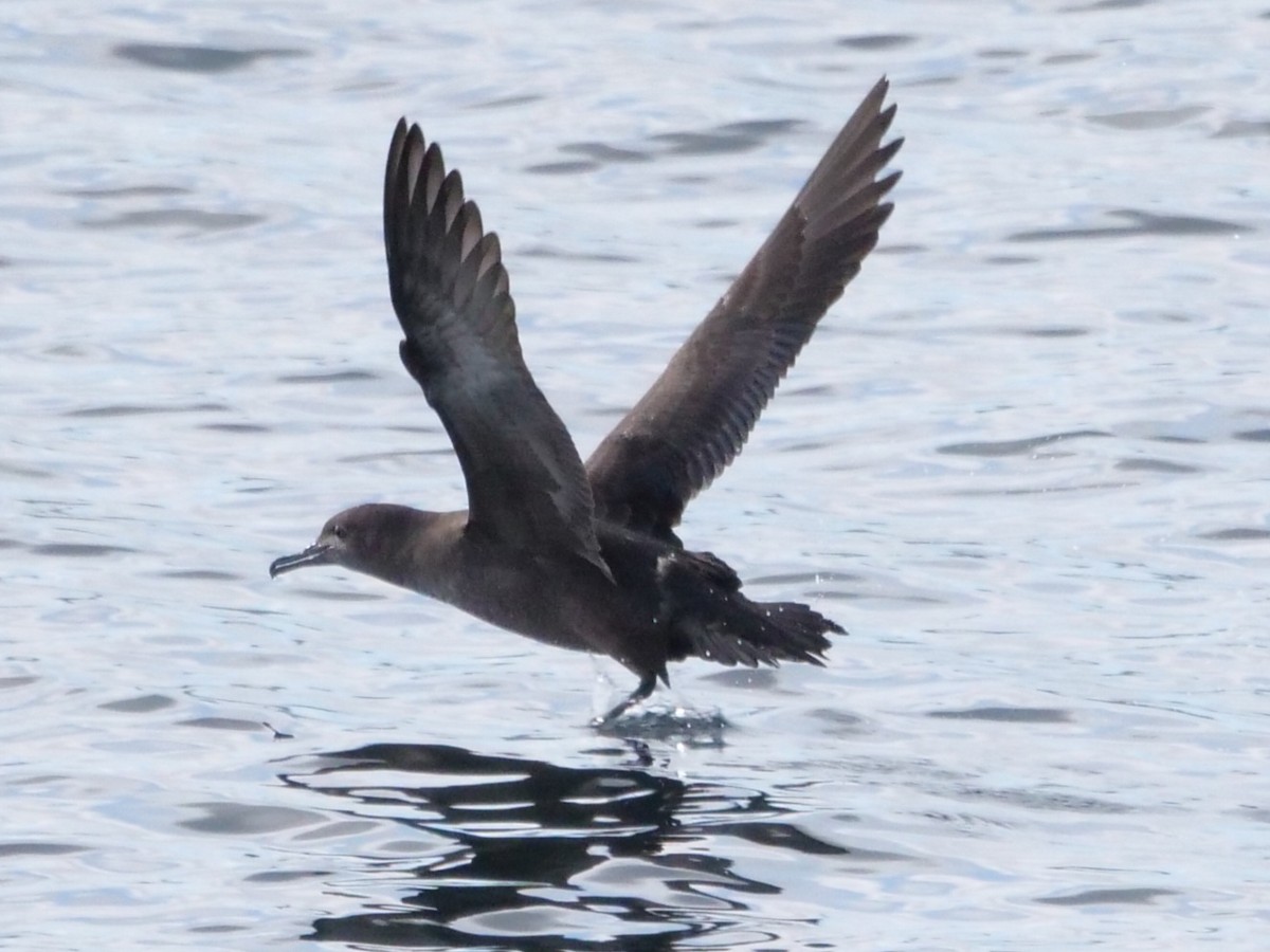 Sooty Shearwater - ML540567451