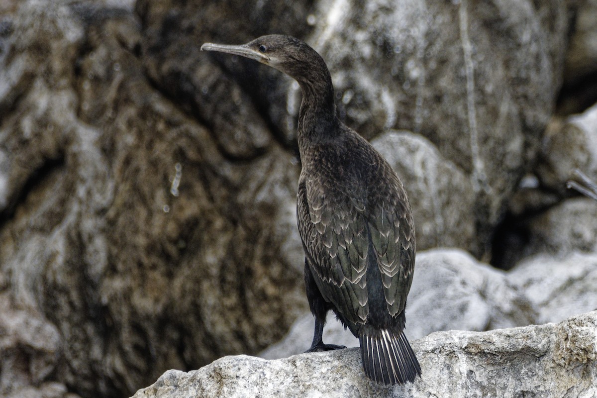 Cormoran du Cap - ML540568301