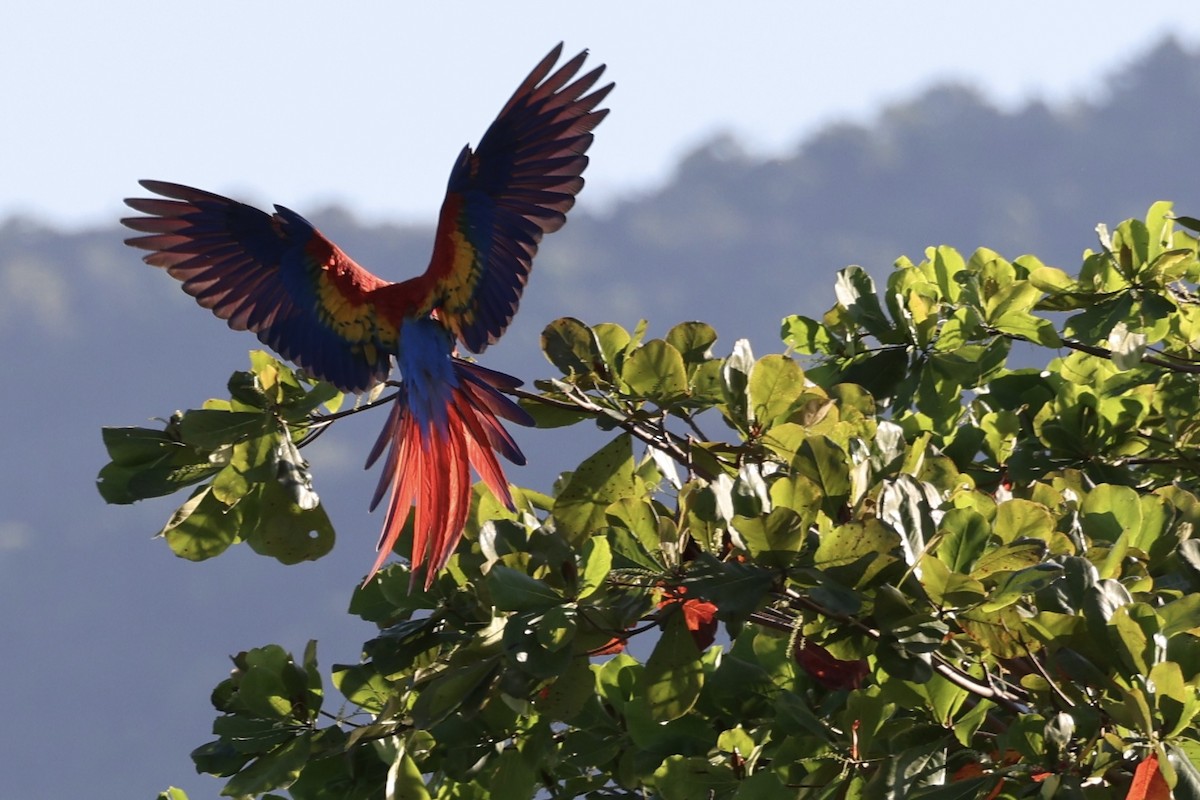 Scarlet Macaw - ML540571201