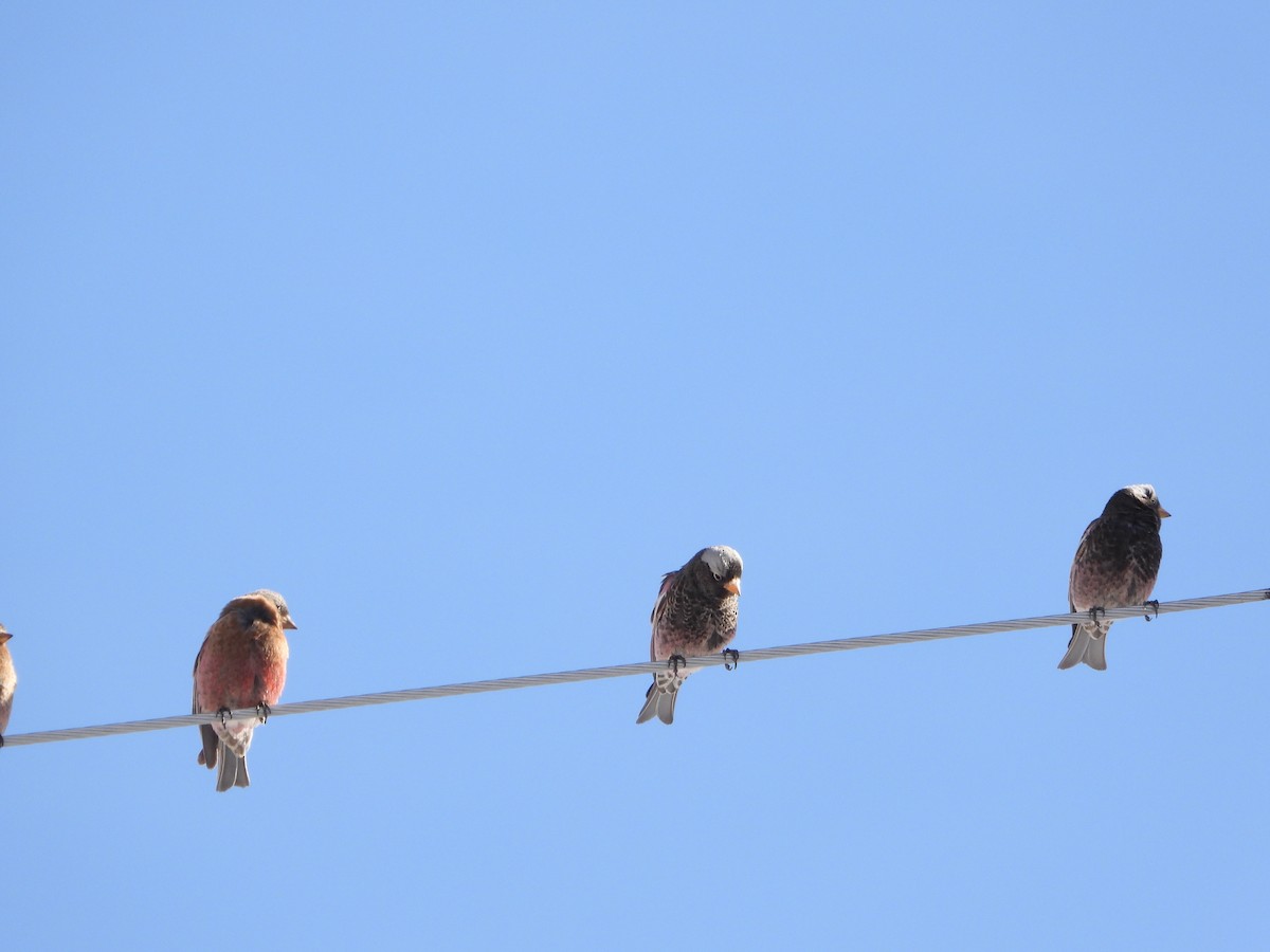 Black Rosy-Finch - ML540572221