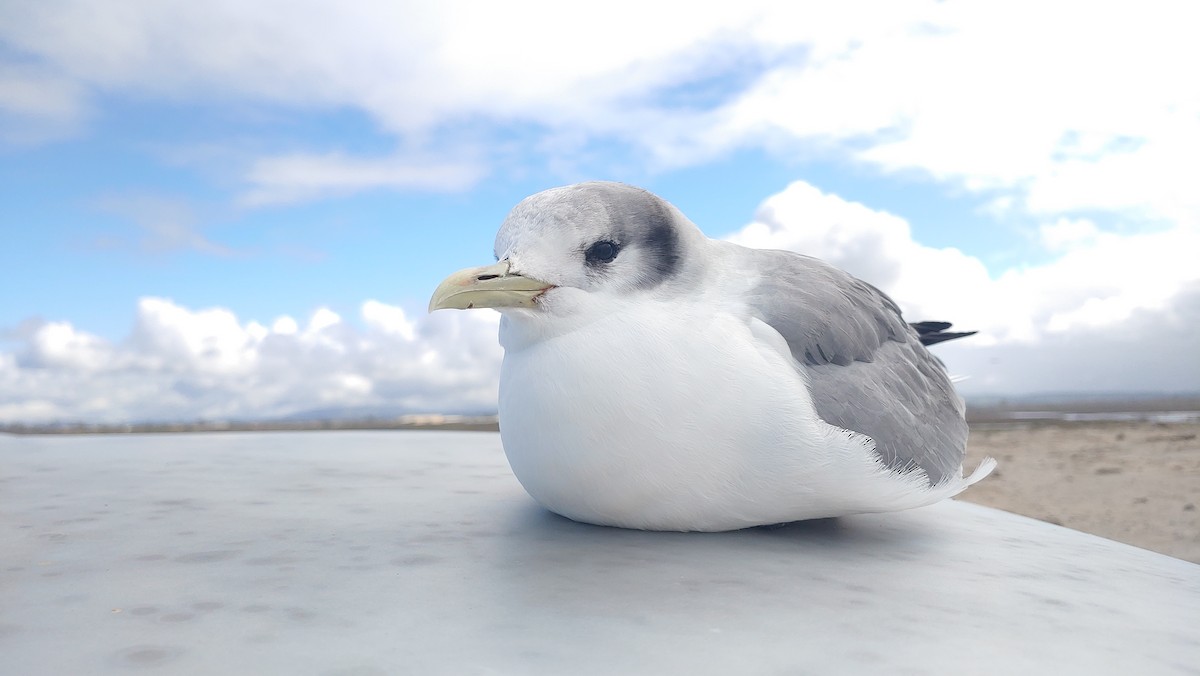 Black-legged Kittiwake - Matt Sadowski