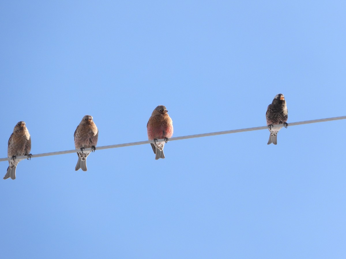 Brown-capped Rosy-Finch - ML540572511