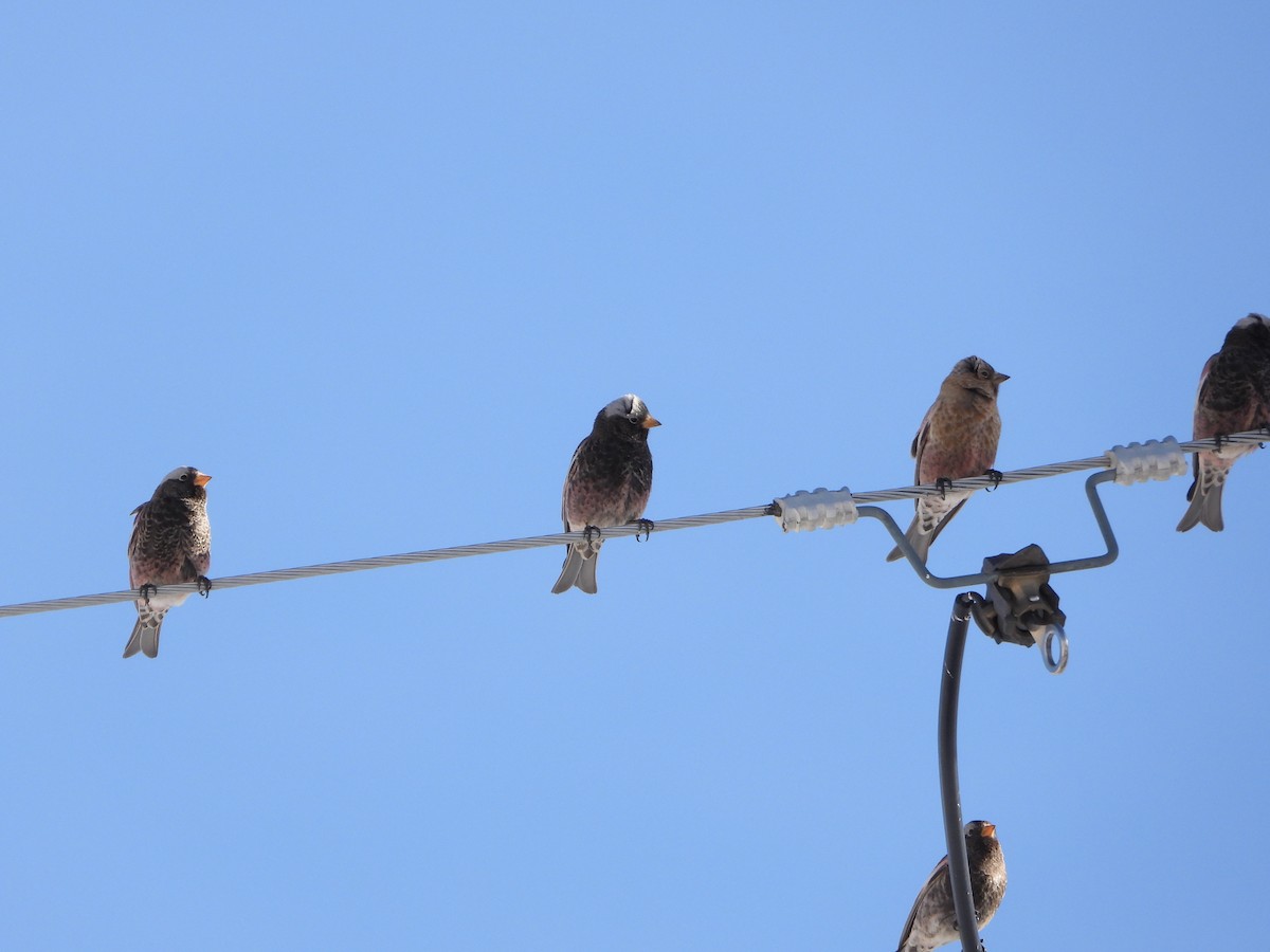 Black Rosy-Finch - ML540572631