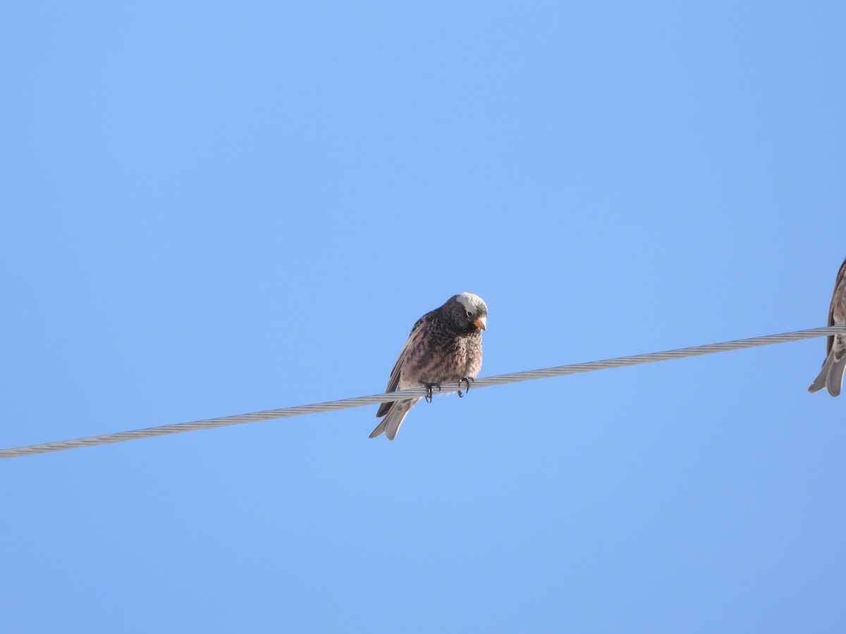 Black Rosy-Finch - ML540572881