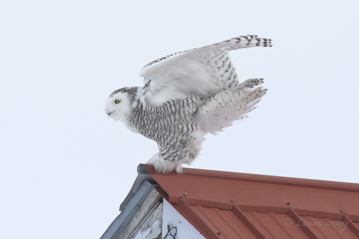 Snowy Owl - Lucien Lemay