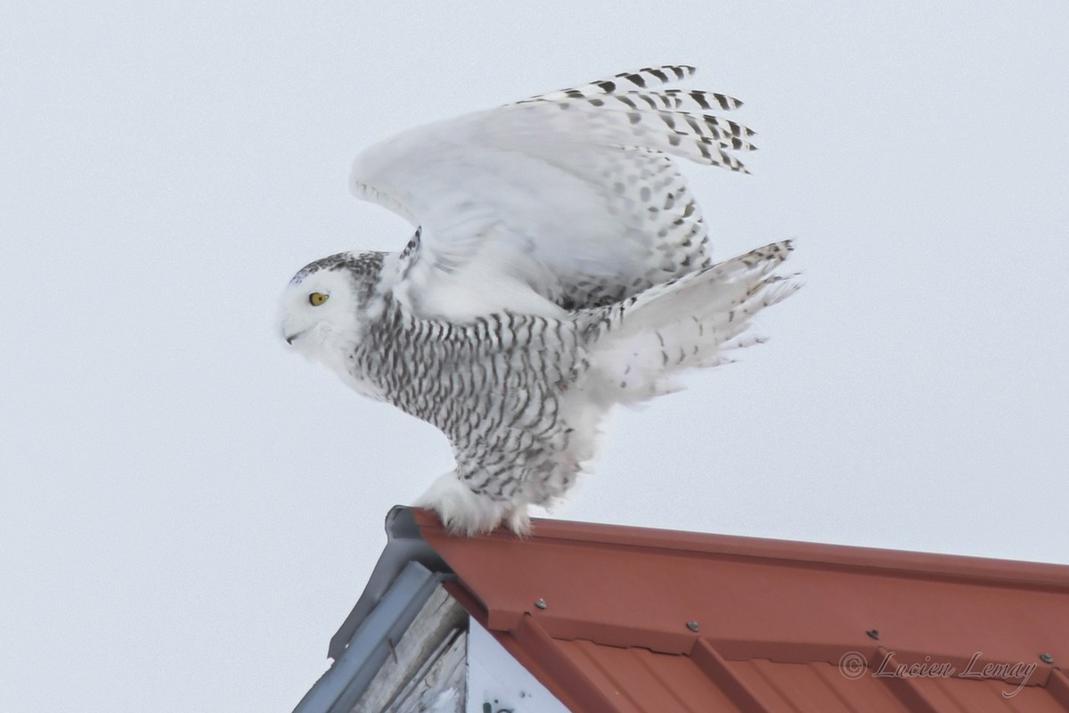 Snowy Owl - Lucien Lemay