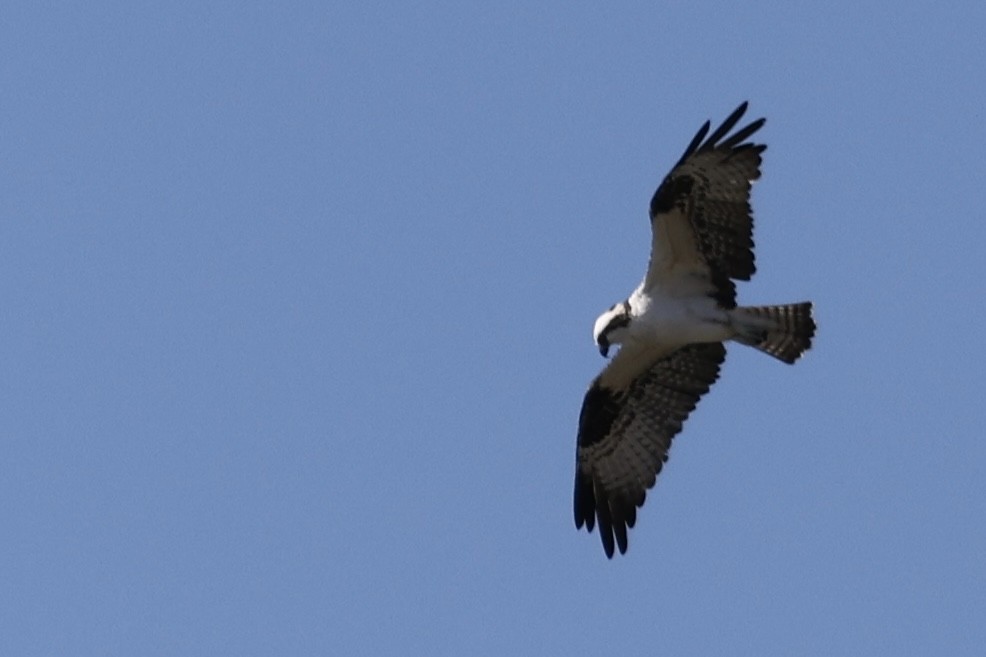 Osprey - ML540573521