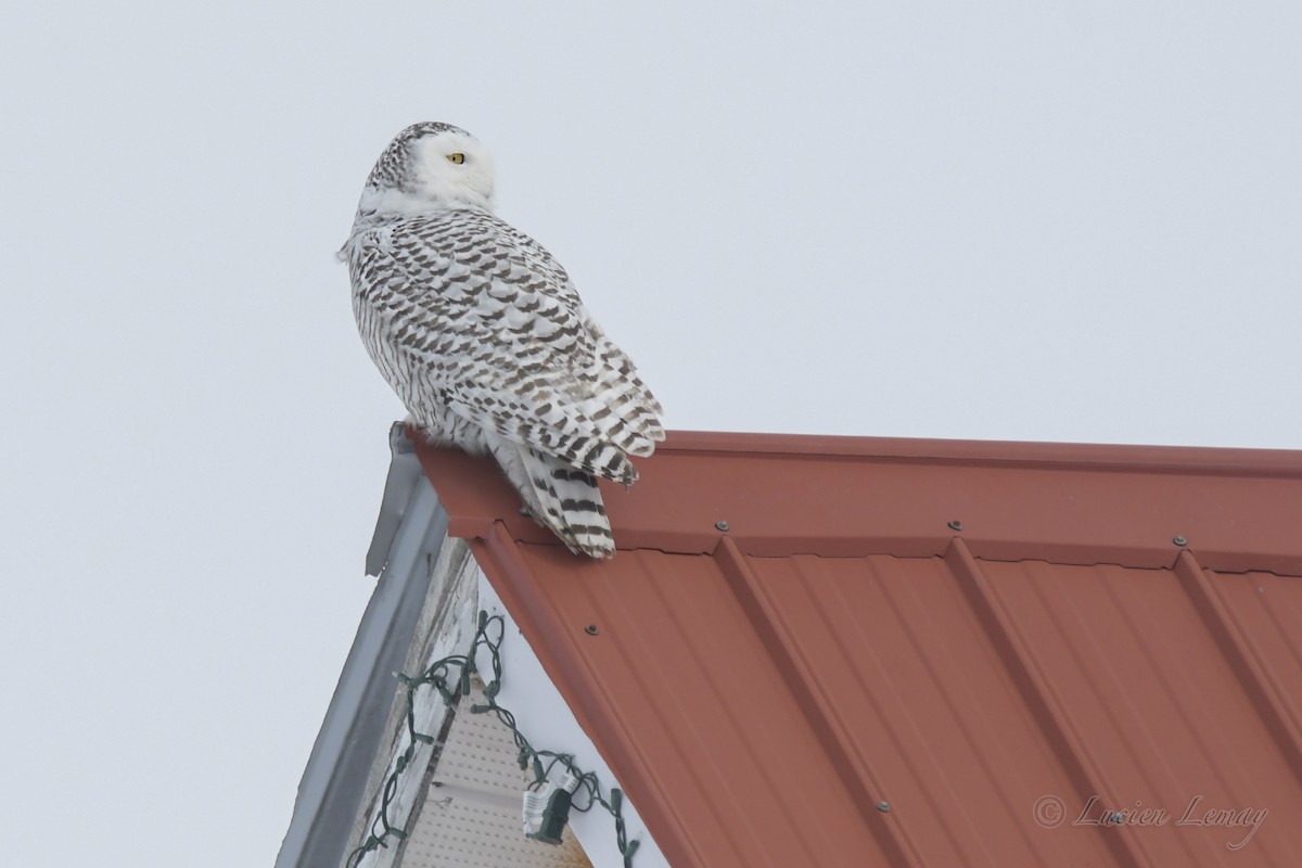 Snowy Owl - Lucien Lemay