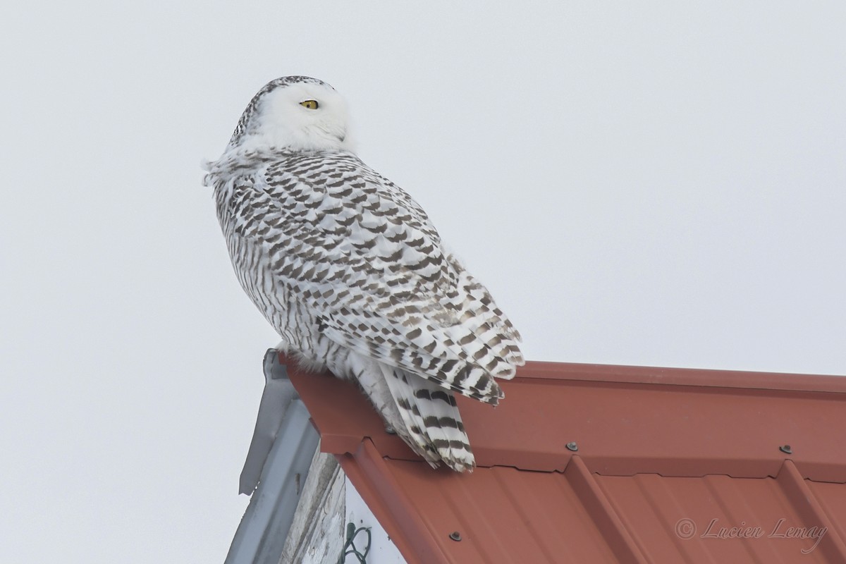 Snowy Owl - Lucien Lemay