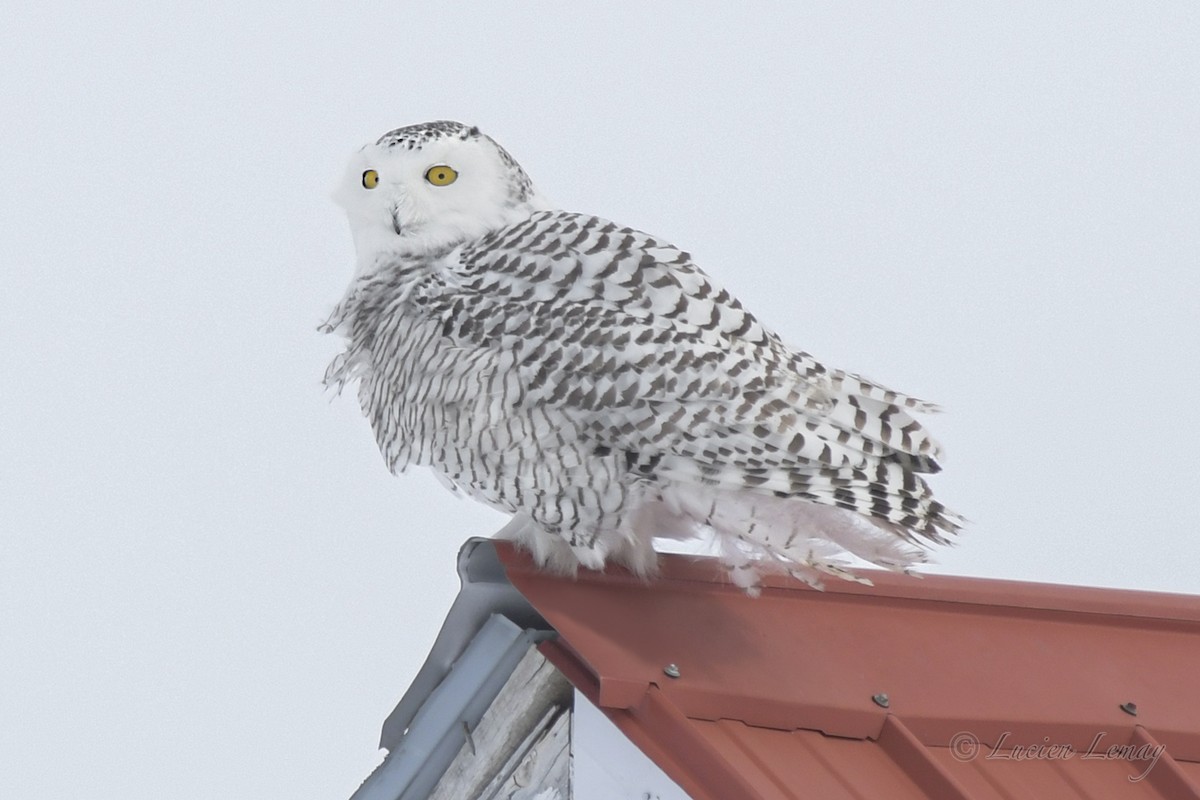 Snowy Owl - Lucien Lemay