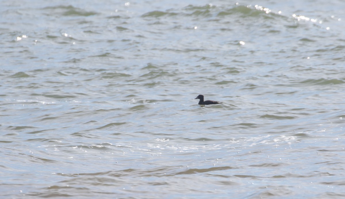 Surf Scoter - ML540573741