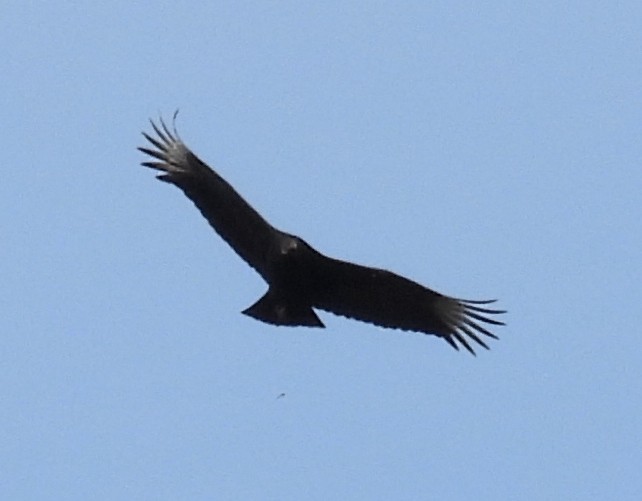 Black Vulture - E White