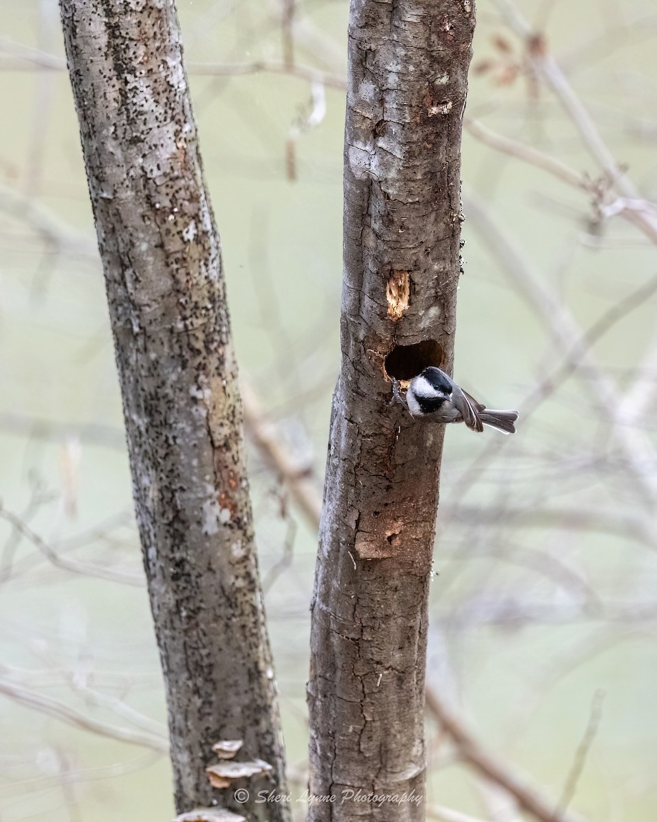 Carolina Chickadee - ML540574161
