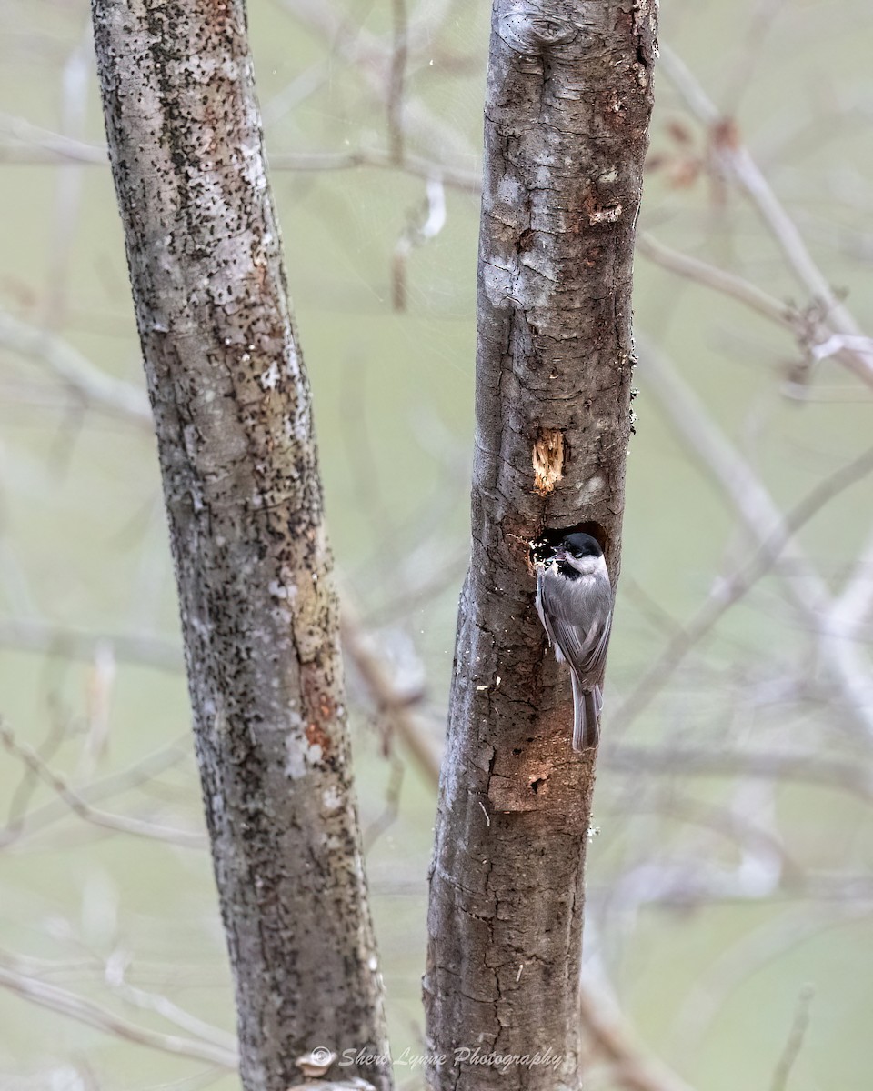 Carolina Chickadee - ML540574171