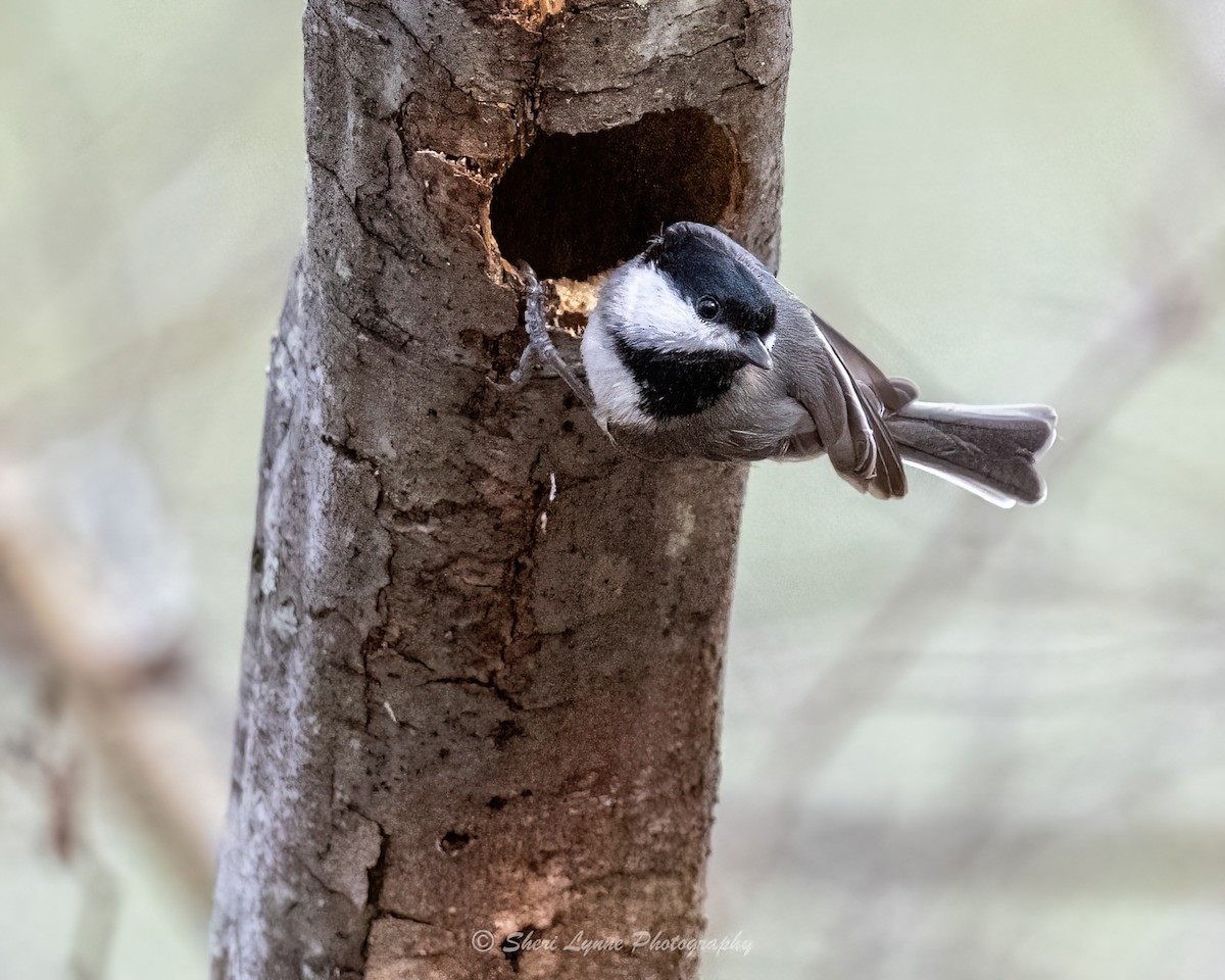 Carolina Chickadee - ML540574181