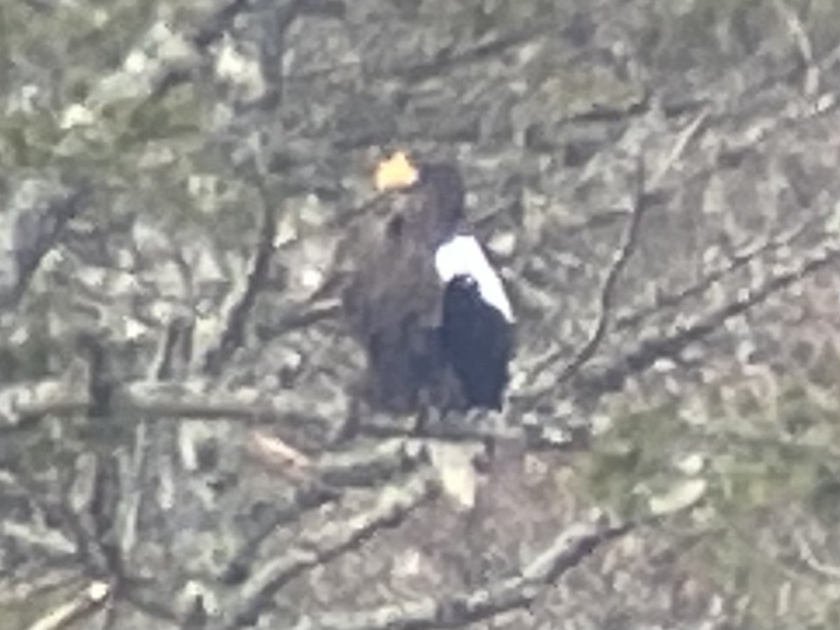 Steller's Sea-Eagle - ML540575401