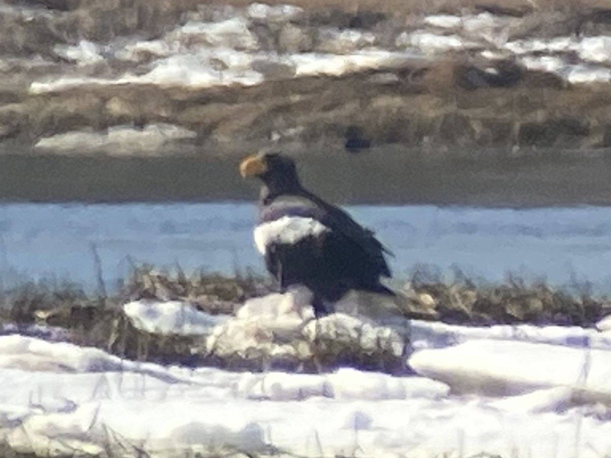 Steller's Sea-Eagle - ML540575411