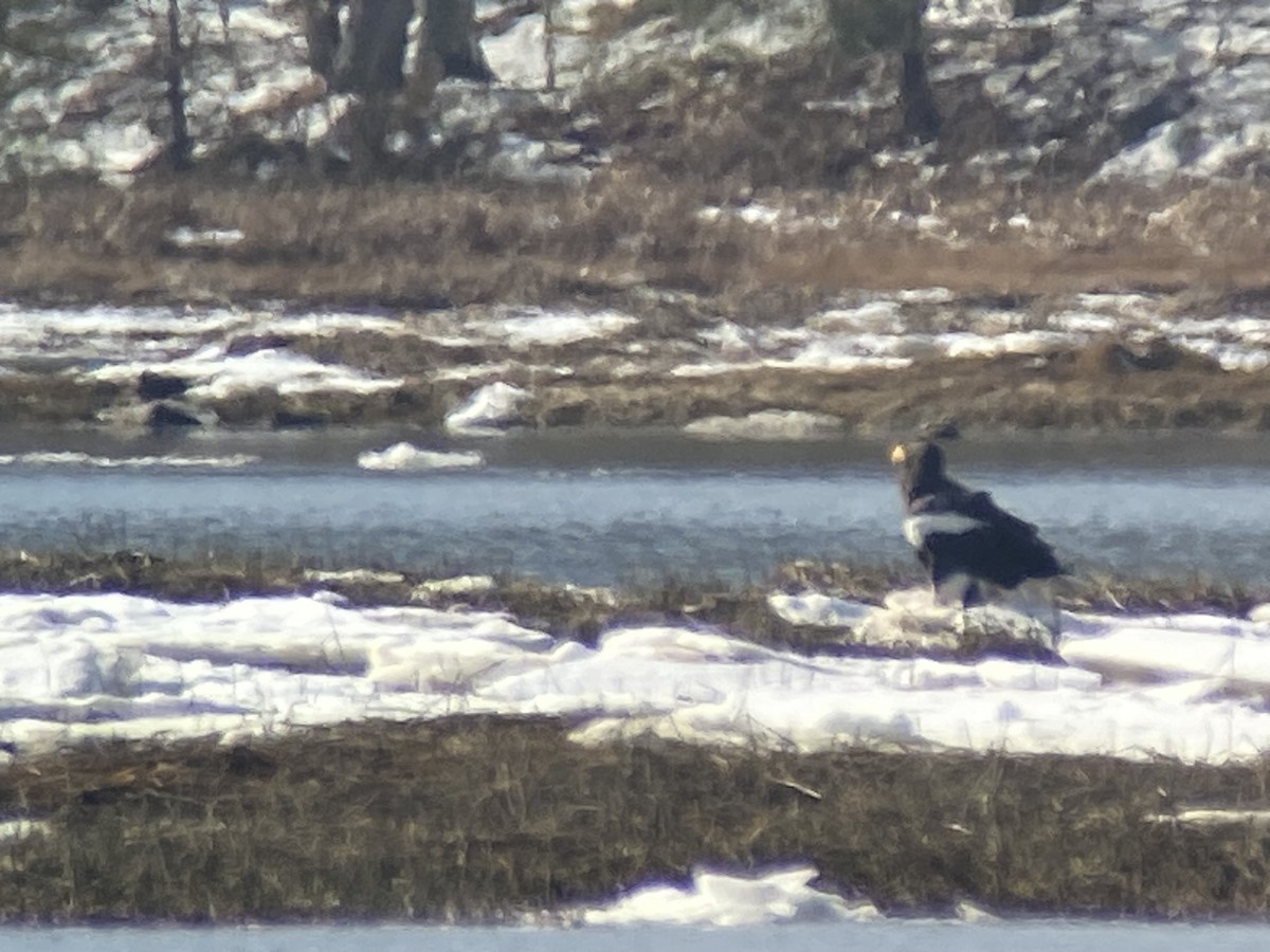 Steller's Sea-Eagle - ML540575421