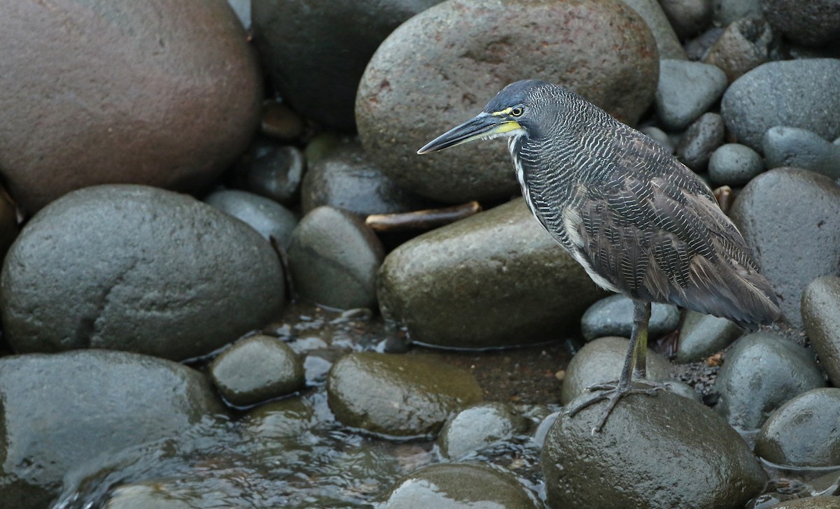 Fasciated Tiger-Heron - ML54057591