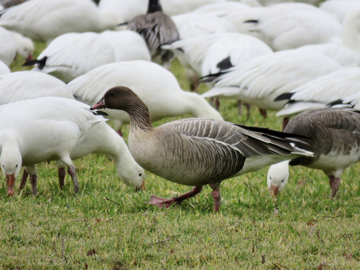 Pink-footed Goose - ML540575951