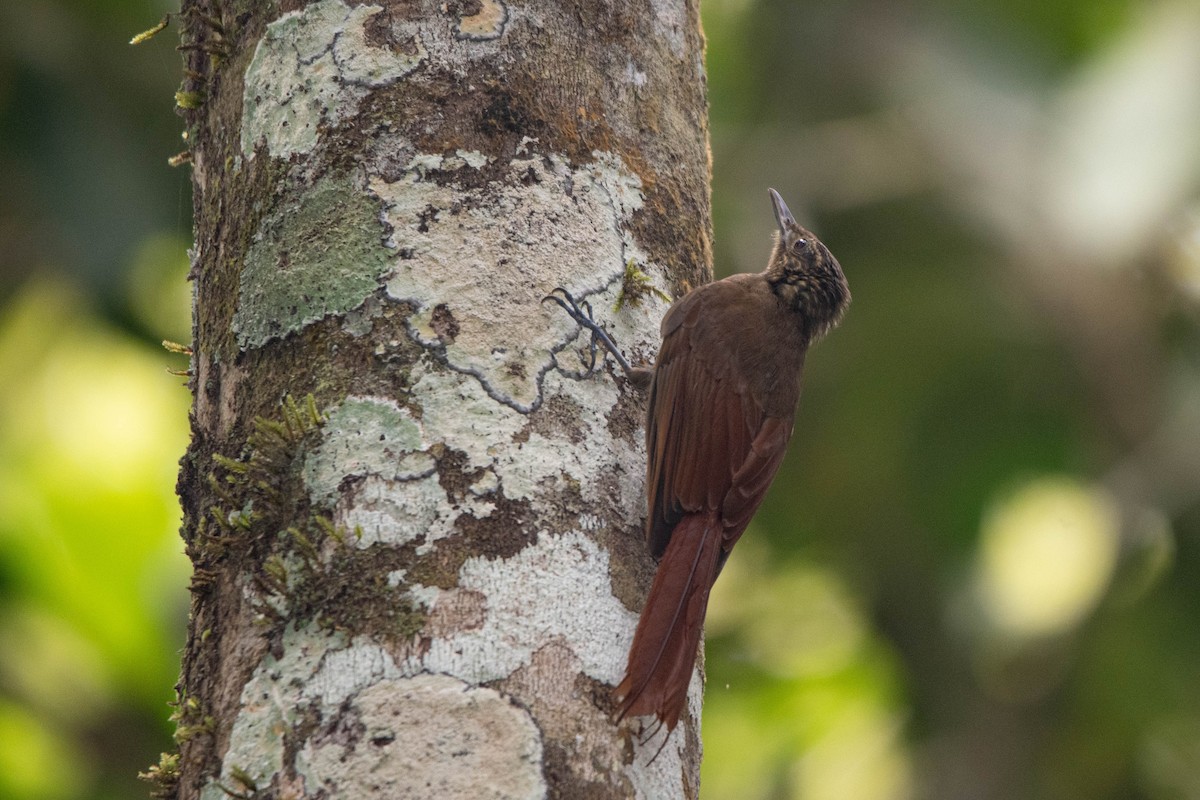 Long-tailed Woodcreeper - ML540576751