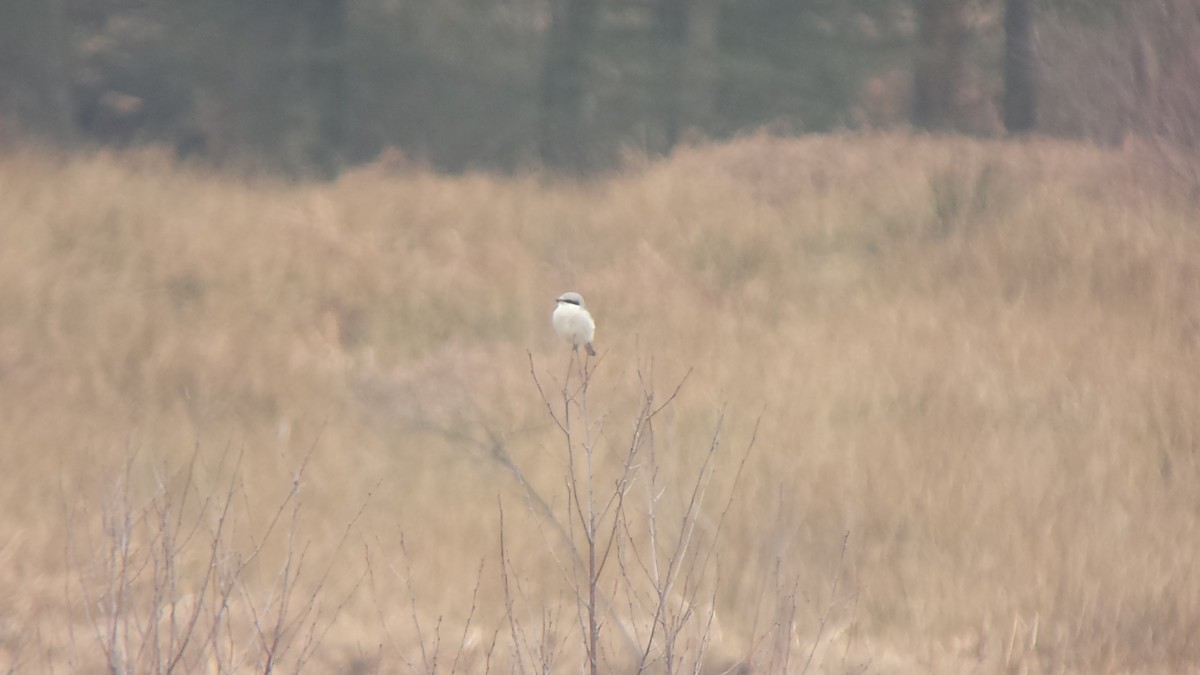 Great Gray Shrike - Stephen Bailey