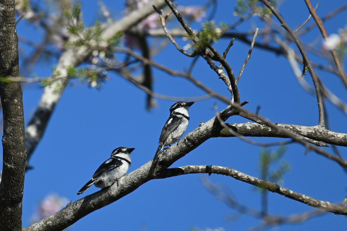 Pied Puffbird - ML540578951