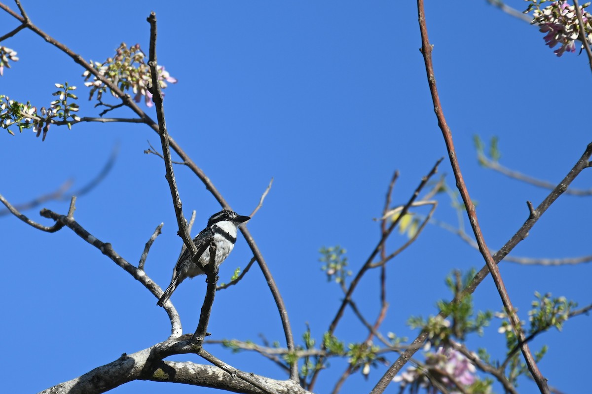 Pied Puffbird - ML540578961