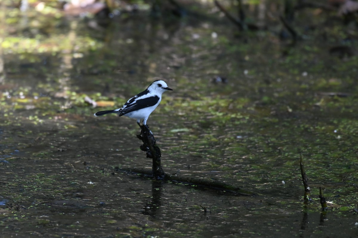 Pied Water-Tyrant - Hannes Leonard