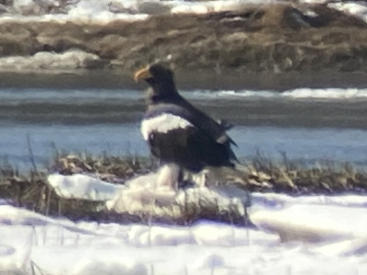 Steller's Sea-Eagle - ML540579241