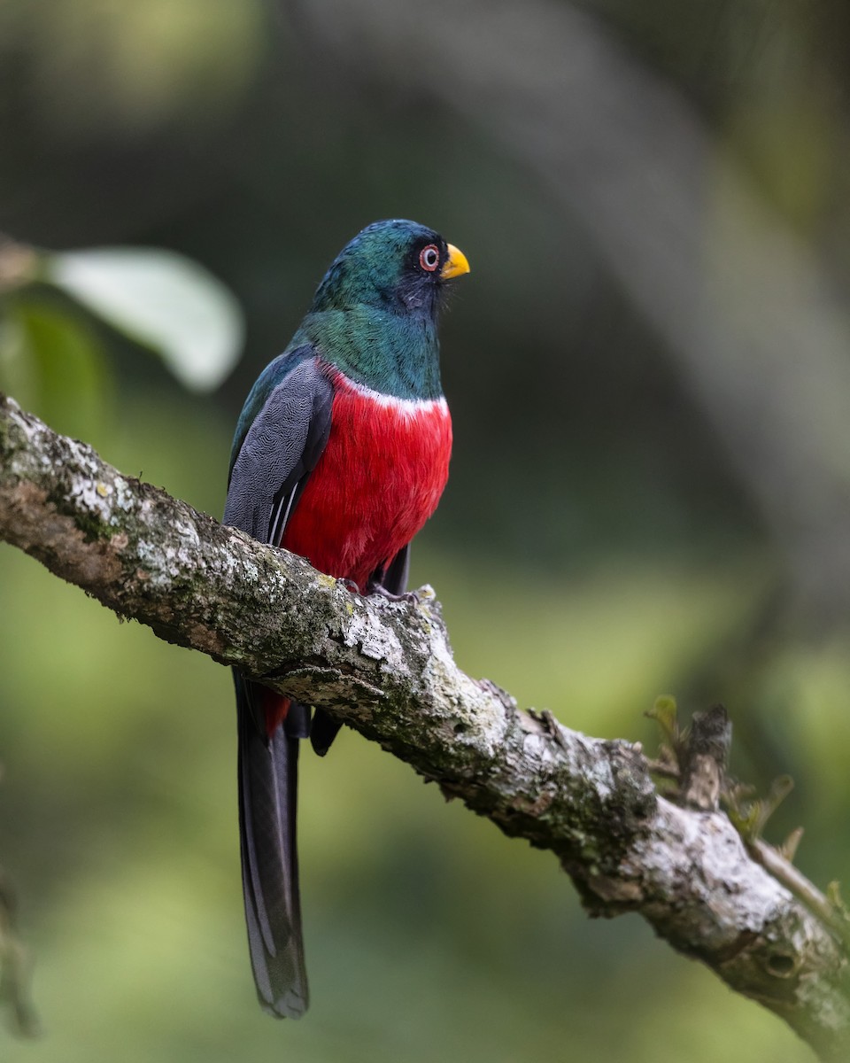 trogon ekvádorský - ML540579711