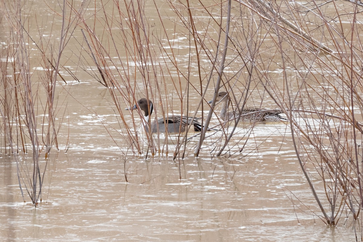 Northern Pintail - ML540579991