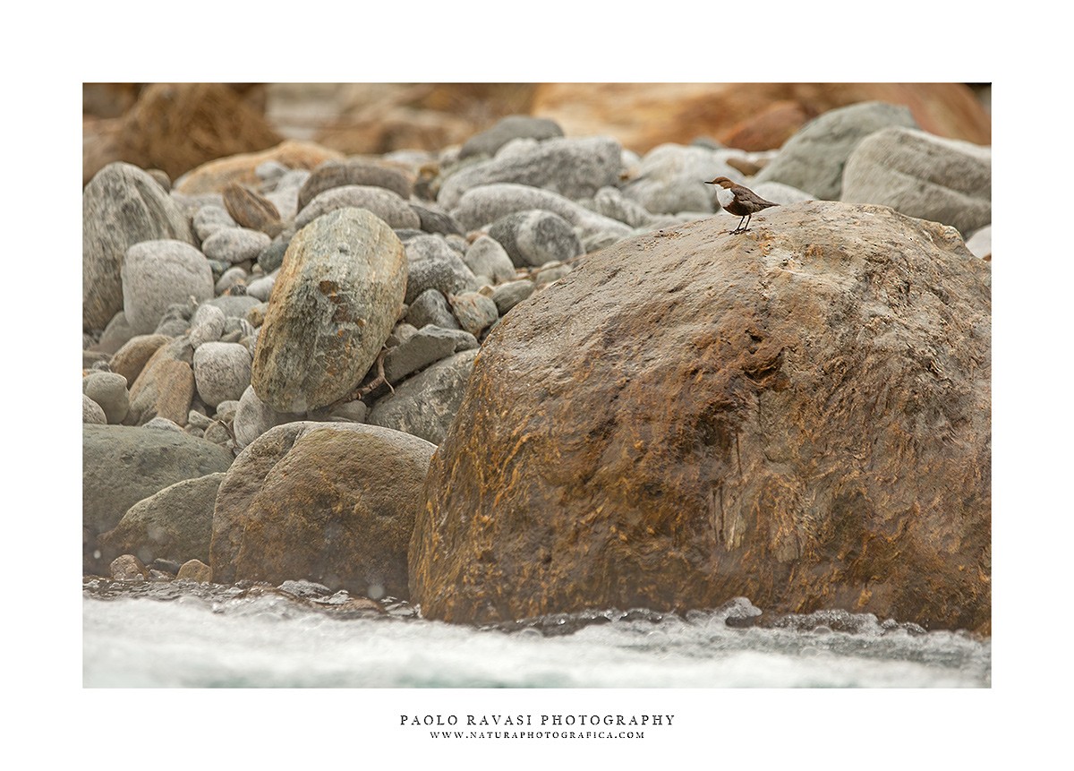 White-throated Dipper - Paolo Ravasi