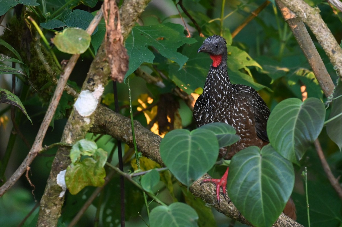 Band-tailed Guan - ML540582521